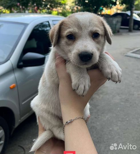 Девочка Бетти ищет дом