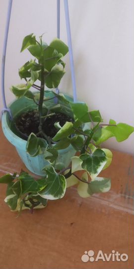 Плюмерия, филодендроны