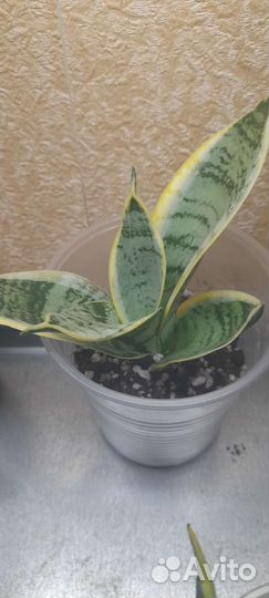 Сансевиерии ханни Венди и другие