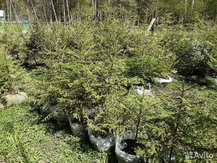 Кедры,Ёлки, Пихты, лиственницы