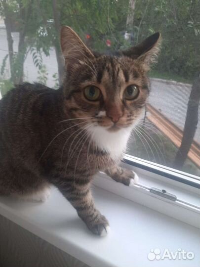 Молодая кошечка 1 год. Отдаём в хорошие руки