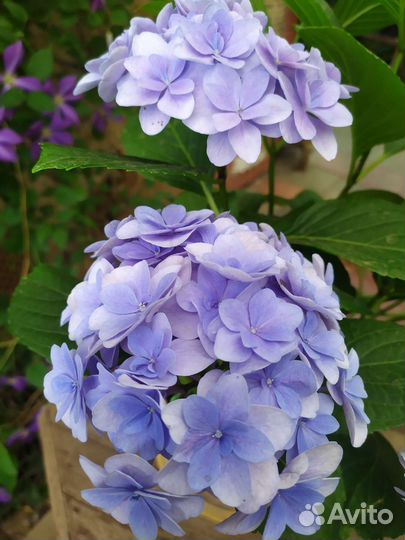 Гортензия Florentina blue