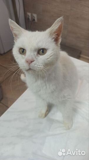 Кошка Сима - гарант спокойствия