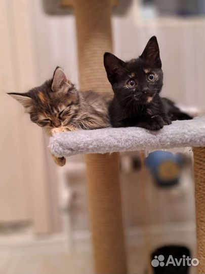 Котята Бомбейской кошки