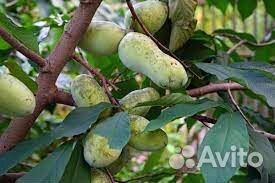 Азимина банановое дерево