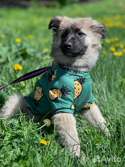 Щенок Сэнди ищет дом