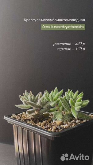 Суккуленты часть 1