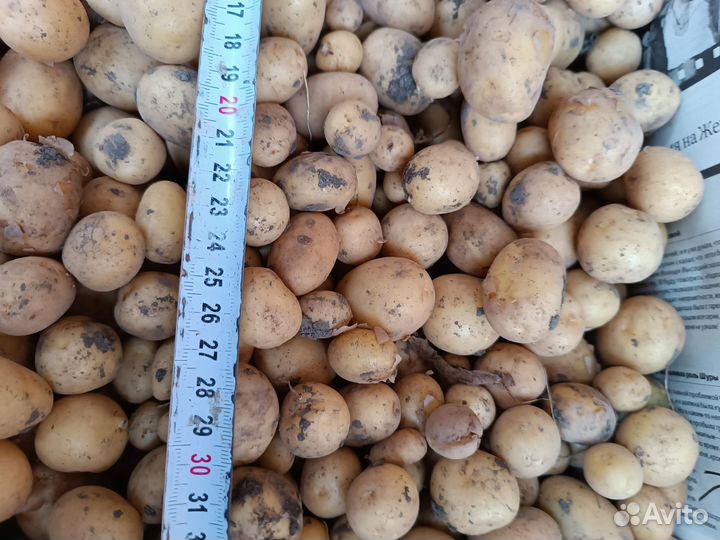 Корма для животных