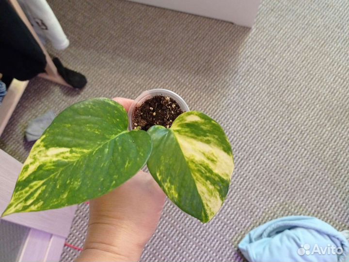 Сциндапсус золотистый