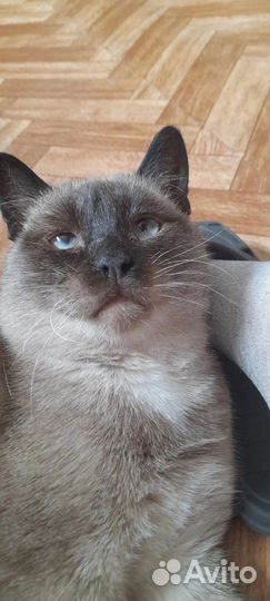 Кошка в дар бесплатно