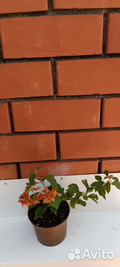 Бугенвиллия