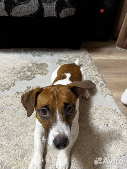 Джек рассел терьер