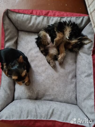 Йорки девочки