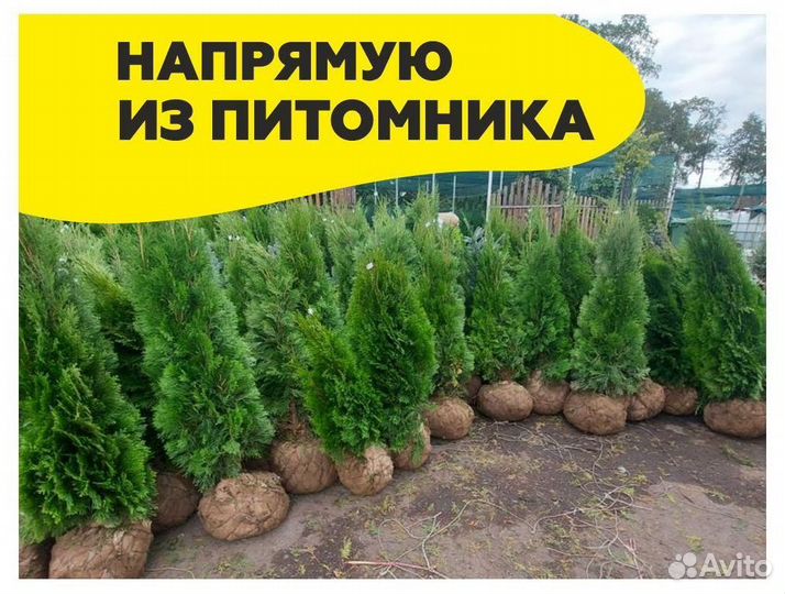Туя смарагд оптом