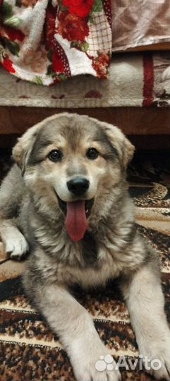 Собака в добрые руки отдам бесплатно щенок