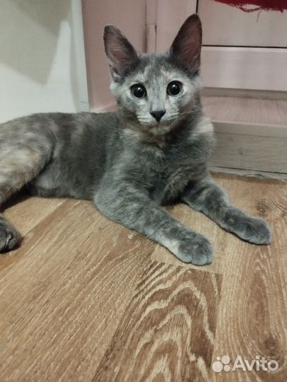 Киса 9 месяцев в дар