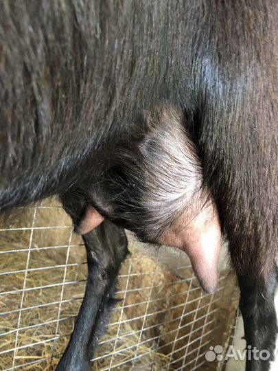 Коза дойная