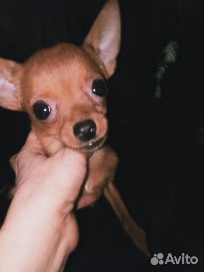 Микро карманный мальчик