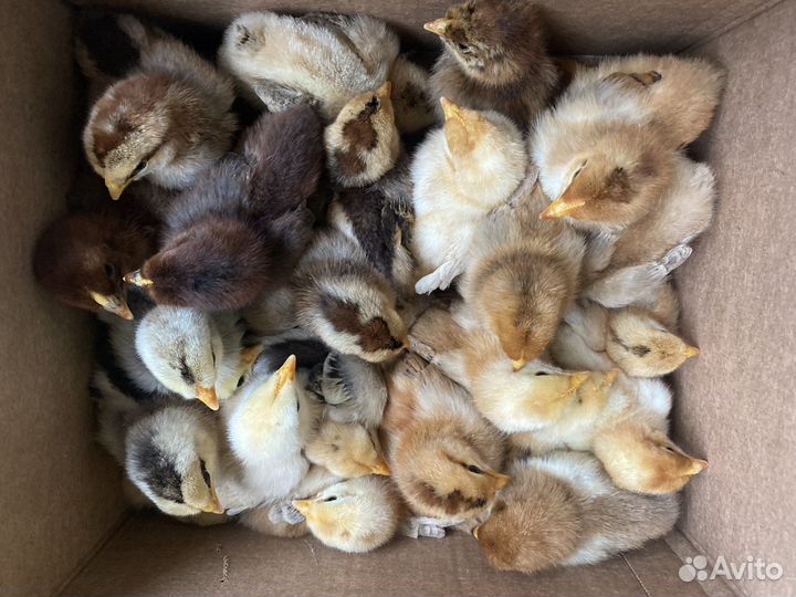 Белефельдеры цыплята