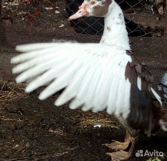 Мускусная утка для разведения