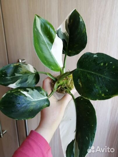 Филодендрон белый волшебник