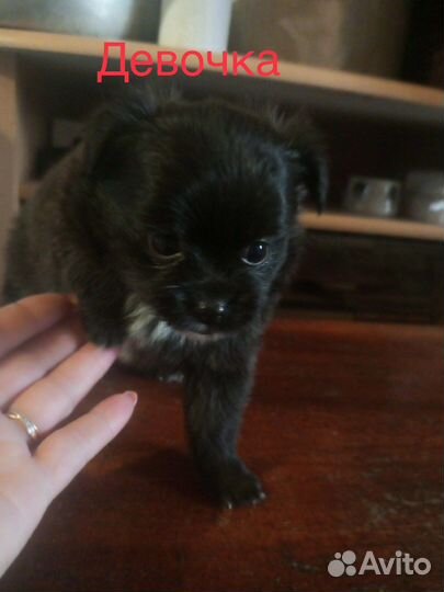 Щенки чихуахуа и шпиц