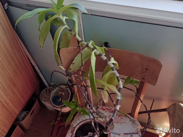 Растение золотой ус