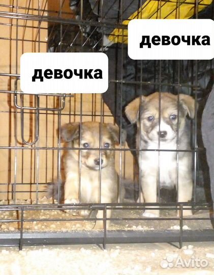 Щенки, от небольшой собачки