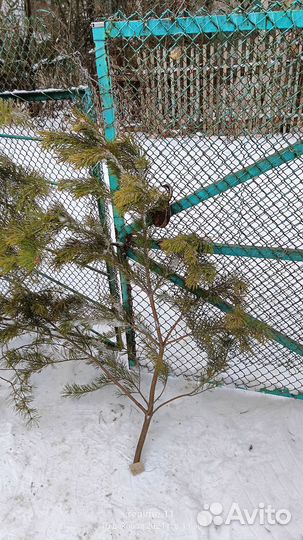 Лапник сосны