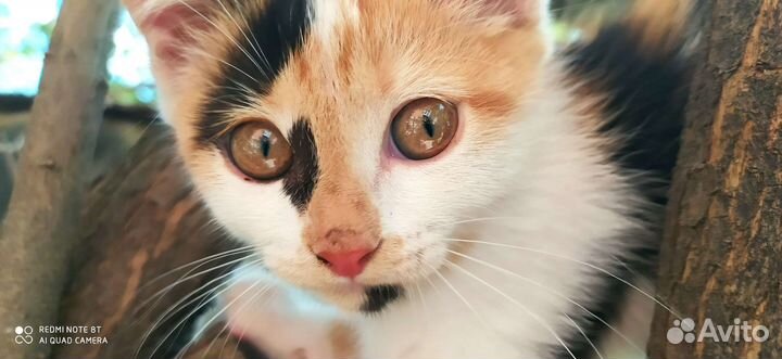 Кошки в добрые руки бесплатно