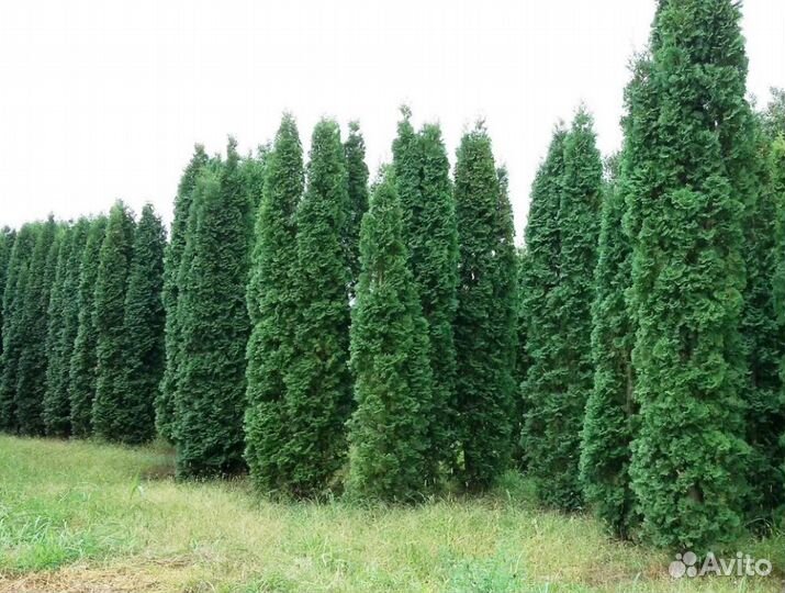 Туя 150 см