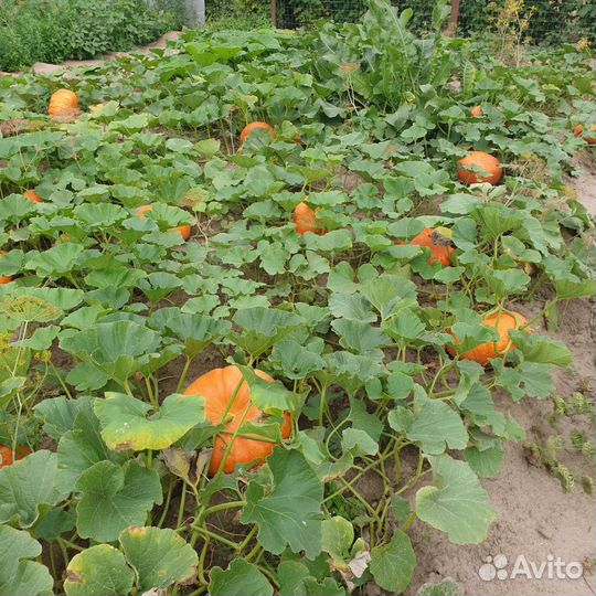 Тыквы домашние урожай 2023