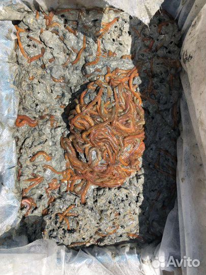 Морской червь