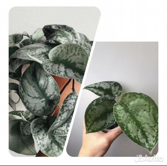 Комнатные растения