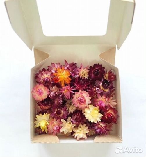 Сухоцветы Гелихризум