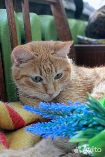 Кошка Пшеничка