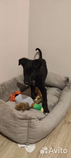 Щенок в добрые руки