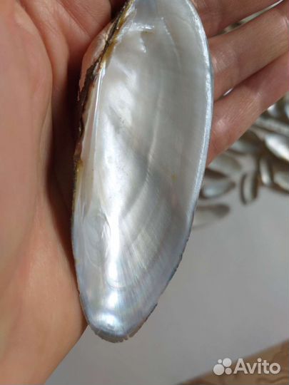 Ракушки разные размеры