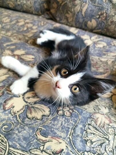 Котик 1 год 4 месяца мальчик