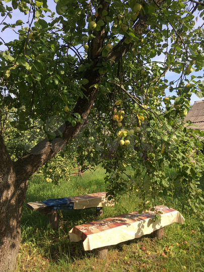 Участок 38 сот. (ИЖС)