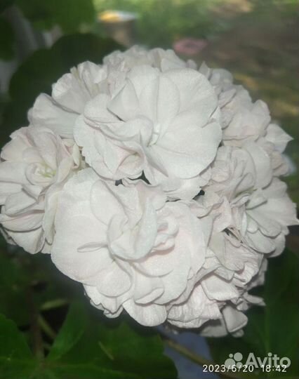 Укоренённые черенки сортовых пеларгоний. Часть 3