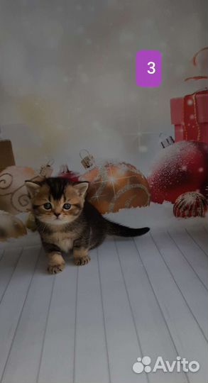 Типажные котики