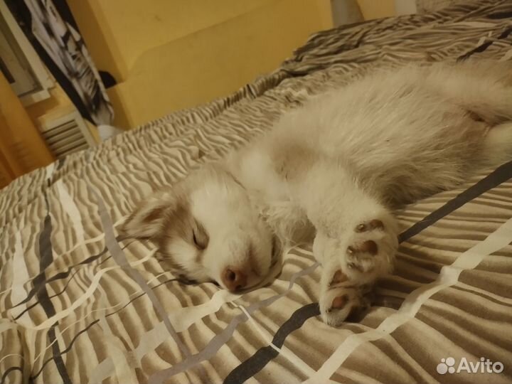 Щенок 2месяца