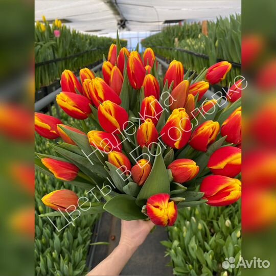Тюльпаны к 8 марта оптом