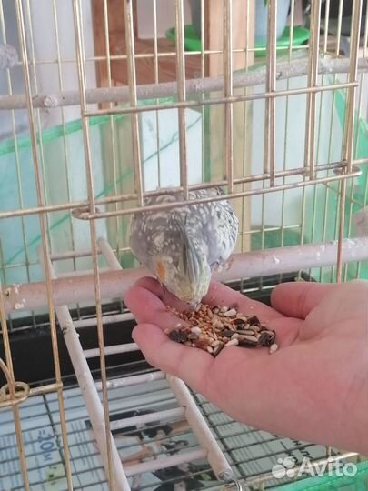 Попугай карелла самец