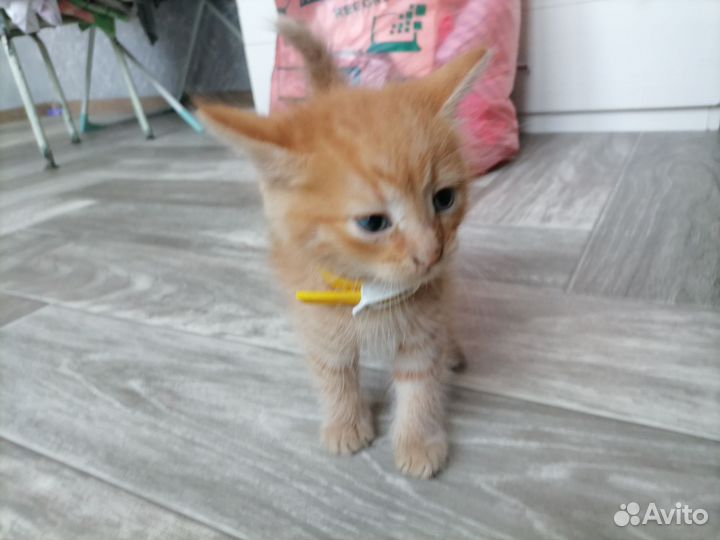Котятки в добрые руки