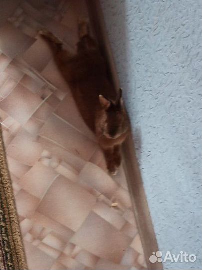 Кролик карликовый