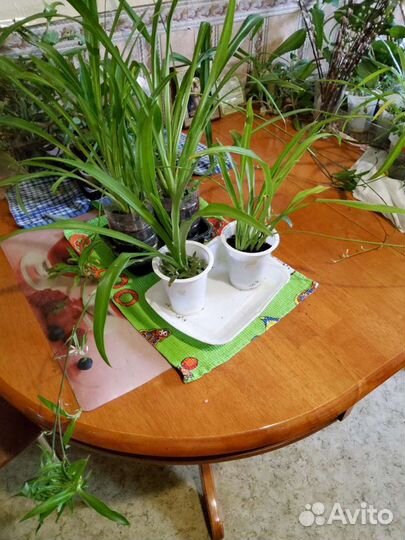 Хлорофитум каланхое золотой ус молочай