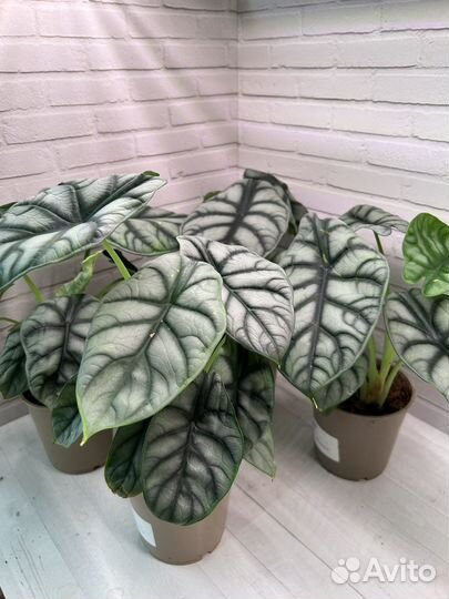 Алоказия Серебряный Дракон (Silver Dragon)