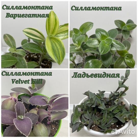 Традесканции разных сортов